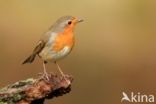 European Robin (Erithacus rubecula)