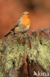 European Robin (Erithacus rubecula)