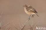 European Stonechat (Saxicola rubicola)