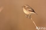 European Stonechat (Saxicola rubicola)