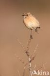 European Stonechat (Saxicola rubicola)