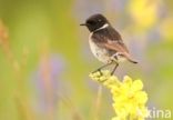 European Stonechat (Saxicola rubicola)