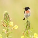 European Stonechat (Saxicola rubicola)