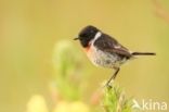 European Stonechat (Saxicola rubicola)