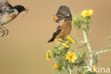 European Stonechat (Saxicola rubicola)