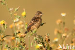 European Stonechat (Saxicola rubicola)