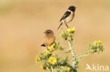 European Stonechat (Saxicola rubicola)