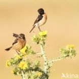 European Stonechat (Saxicola rubicola)