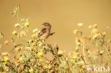 European Stonechat (Saxicola rubicola)