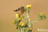 European Stonechat (Saxicola rubicola)