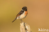 European Stonechat (Saxicola rubicola)