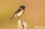 European Stonechat (Saxicola rubicola)