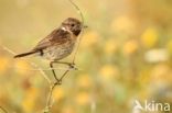 European Stonechat (Saxicola rubicola)