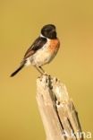 European Stonechat (Saxicola rubicola)