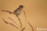 European Stonechat (Saxicola rubicola)