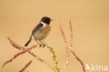 European Stonechat (Saxicola rubicola)