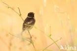 European Stonechat (Saxicola rubicola)