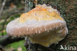 Roodgerande houtzwam (Fomitopsis pinicola)