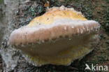 Red Banded Polypore (Fomitopsis pinicola)