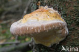 Red Banded Polypore (Fomitopsis pinicola)