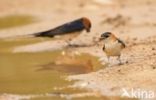 Roodstuitzwaluw (Hirundo daurica)