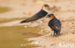 Roodstuitzwaluw (Hirundo daurica)