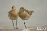 Bar-tailed Godwit (Limosa lapponica)