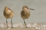 Rosse Grutto (Limosa lapponica)