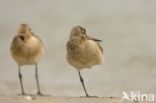 Rosse Grutto (Limosa lapponica)