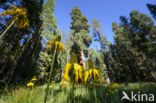 Rudbeckia californica