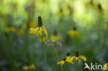 Rudbeckia californica