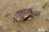 Rugstreeppad (Bufo calamita