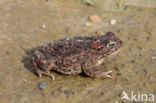 Rugstreeppad (Bufo calamita