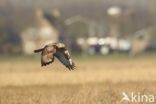 Ruigpootbuizerd (Buteo lagopus)