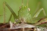 Bush-cricket (Tettiginia spec.)