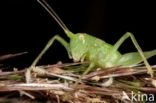 Bush-cricket (Tettiginia spec.)