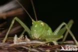 Sabelsprinkhaan (Tettiginia spec.)