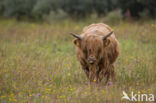 Highland Cow (Bos domesticus)