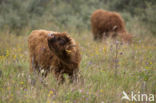 Highland Cow (Bos domesticus)