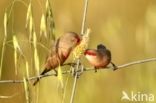 Common Waxbill (Estrilda astrild)