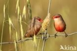 Common Waxbill (Estrilda astrild)