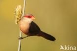 Common Waxbill (Estrilda astrild)