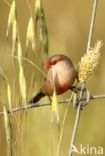 Common Waxbill (Estrilda astrild)