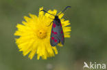 Six-spot Burnet (Zygaena filipendulae)