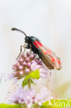 Six-spot Burnet (Zygaena filipendulae)