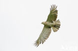 Short-toed Eagle (Circaetus gallicus)