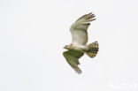 Short-toed Eagle (Circaetus gallicus)