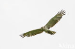 Short-toed Eagle (Circaetus gallicus)