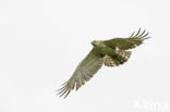 Short-toed Eagle (Circaetus gallicus)