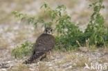 Smelleken (Falco columbarius)